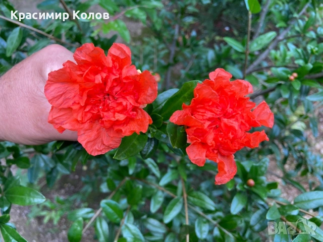 Декоративни видове нарове три цвята, растения, цъфтящи, дръвчета, снимка 8 - Градински цветя и растения - 53823765
