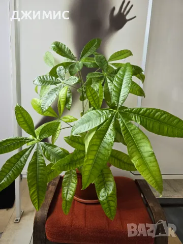 Дървото на парите, пахира,, 65 см височина, със саксия, снимка 5 - Стайни растения - 49709890