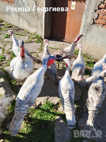 Домашни пуйки мъжки и женски 0897614893 Цена по договоряне, снимка 2 - други­ - 52739963