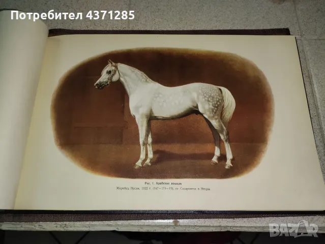 Альбом пород лошадей СССР - С.В.Афанасьев"1953  книга , снимка 11 - Художествена литература - 49216088
