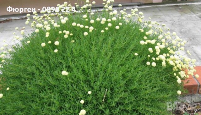 Сантолина Сребриста и Зелена, снимка 7 - Разсади - 40690515