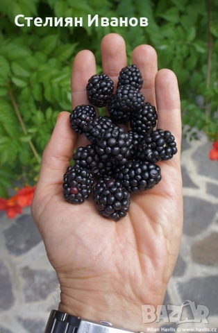Къпина без бодли (Rubus fruticosus 'Thornfree')