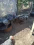 млади кокошки носачки и петли , снимка 9