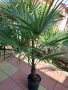 трахикарпус студоустойчиви палми 1.20–1.50, снимка 3