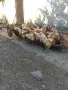Кокошки носачки , снимка 3