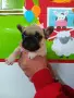 Френски булдог french bulldog , снимка 12
