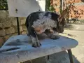 Френски Булдог Синьо мерле , снимка 4