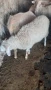 Продавам агнета и овце, снимка 5