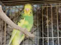 млади вълнисти папагали , снимка 5