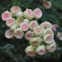 Роза 1, снимка 1 - Градински цветя и растения - 41777176