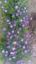Цветя Астра алпийска – за ранно пролетно засаждане в градината, снимка 6