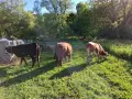 Две юници и едно биче, снимка 2