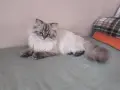 Мъжки котарак за Разплод, снимка 2