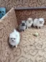 3 момичета и 1 момче , снимка 4