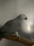  Продавам папагали Жако (African Grey Parrot), снимка 7