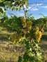 ПРОДАЖБА  ПРОДАЖБА НА ГРОЗДЕ В ГОЛЕМИ КОЛИЧЕСТВА, снимка 2