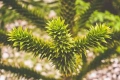 Араукария, Чилийски бор -Araucaria araucana, снимка 4