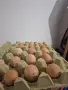Яйца от токачки , снимка 1
