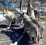 Чехословашки вълчак , снимка 6
