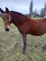 Продавам двандесет годишна кобила, снимка 1