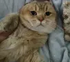 МАМА,ТАТИ И БЕБЕТА.ЗЛАТНИ ЧИНЧИЛИ, снимка 5