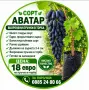 Черен Аватар,вкоренени пръчки!, снимка 1