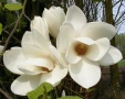 🩷🌿🌸 Магнолия Alba Superba (Magnolia soul. Alba Superba) , снимка 1