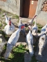 Домашни пуйки мъжки и женски 0897614893 Цена по договоряне, снимка 2