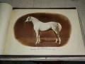 Альбом пород лошадей СССР - С.В.Афанасьев"1953  книга , снимка 11