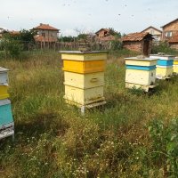 Пчелни семейства( кошери), снимка 3 - За пчели - 40917621