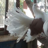 Продавам гълъби, Фенерлии , на капак , с цветни опашки , чисто бели , с гащи , снимка 4 - Гълъби - 34675193