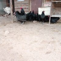  ПИЛЕТА и разплодни яйца от черен АВСТРАЛОРП , снимка 6 - Кокошки и пуйки - 44555227