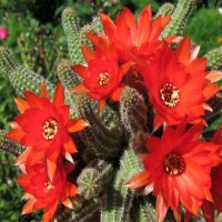 Кактус Echinopsis chamaecereus, снимка 2 - Градински цветя и растения - 35906952