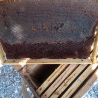 Екологично чист манов мед!, снимка 2 - Пчелни продукти - 41888785