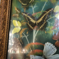 Пано с екзотични пеперуди, снимка 5 - Пана - 44694783