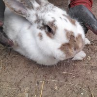 продаваме зайци домашни, снимка 1 - Други - 41483097