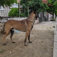 Малиноа (Malinois); Търся си партньорка, снимка 6 - Търси партньор - 29153820