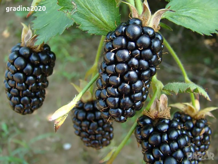 Къпина Бжезина - Blackberry Brzezina, снимка 1