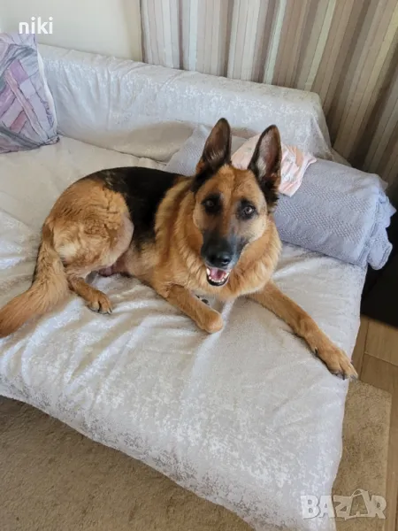 Кучета, снимка 1