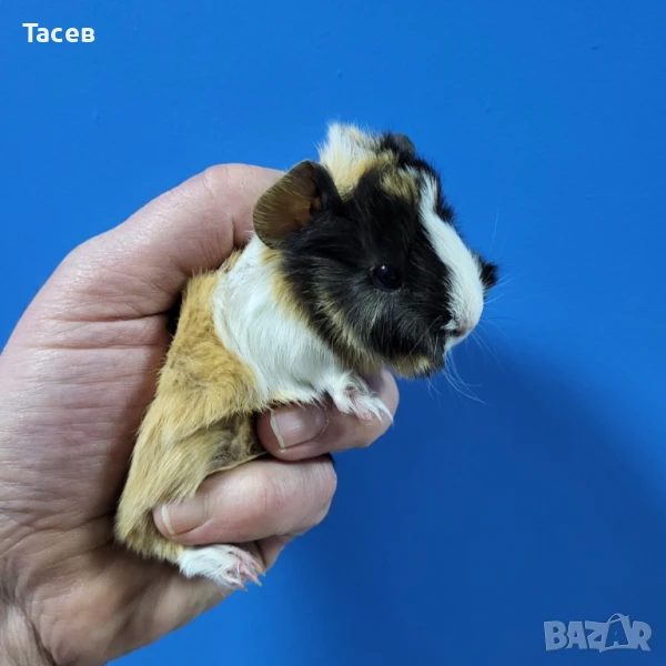 Морски свинчета, снимка 1