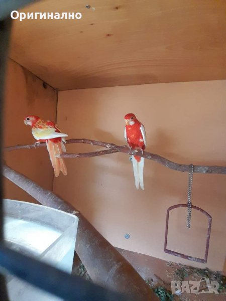 Папагали Розела рубино, снимка 1