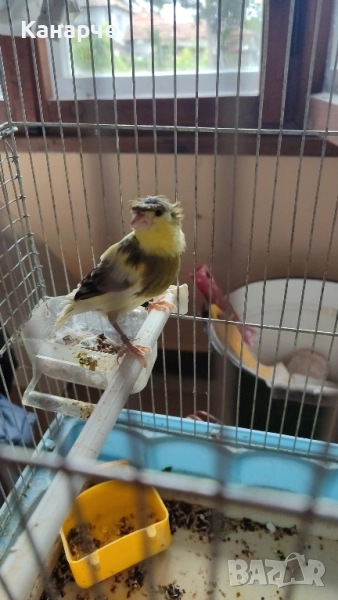 Млади канари , снимка 1