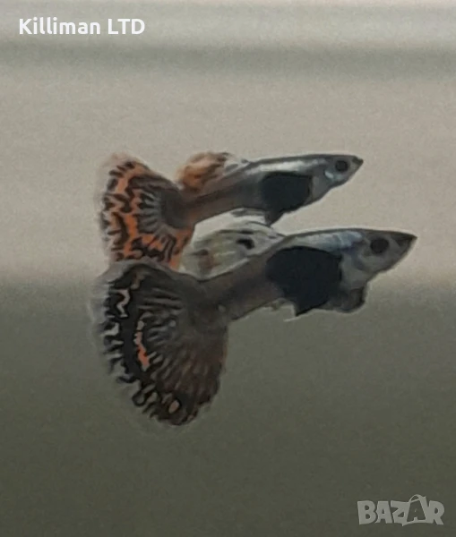 Гупи Дъмбо, снимка 1