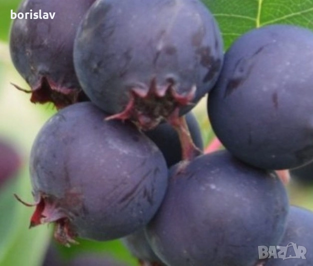 Канадска боровинка Смоуки, снимка 1