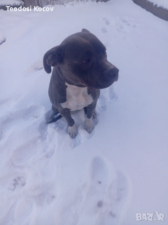 Продавам Американски Питбул , снимка 1