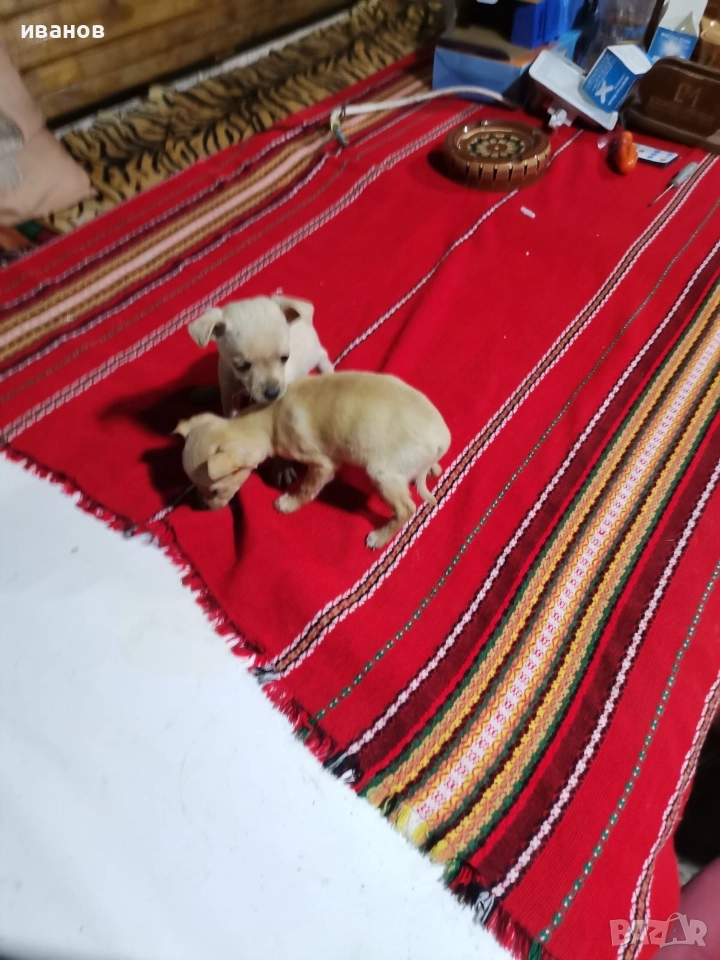 пинчерчета за продажба, снимка 1