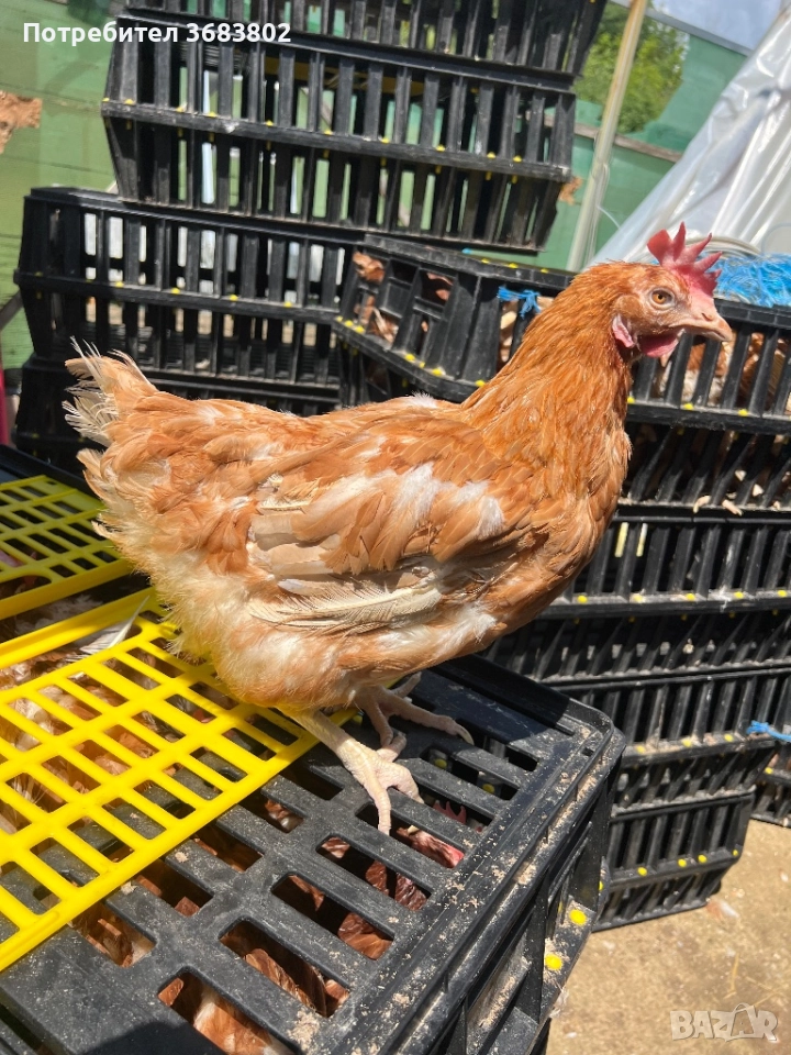 Кокошки носачки , снимка 1