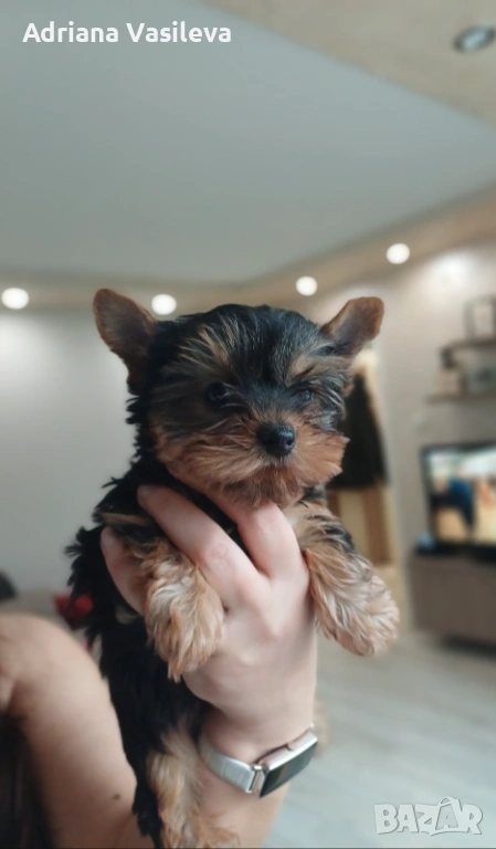 Мини йоркширски териер момче, снимка 1