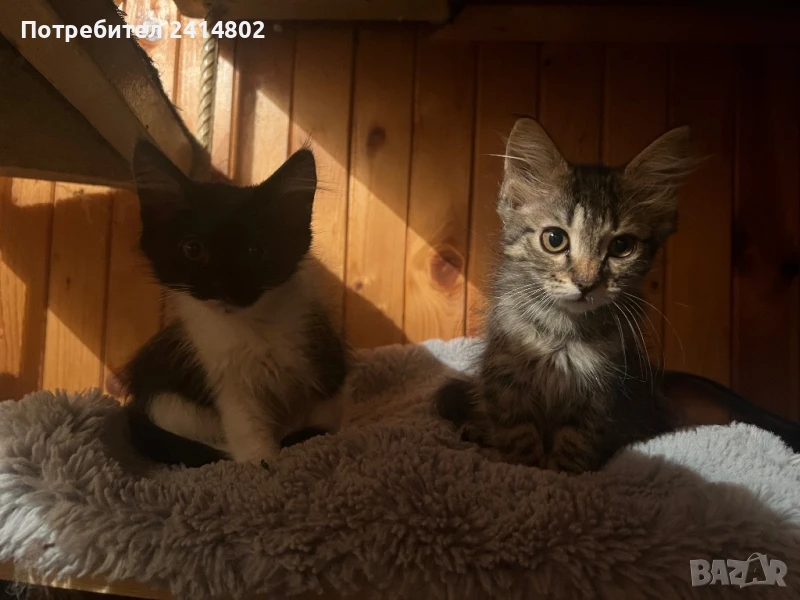 Подарявам 4 малки котенца, снимка 1