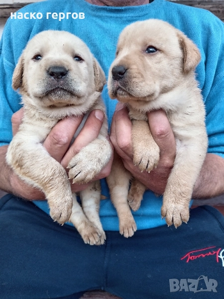 перфектни лабрадори, снимка 1